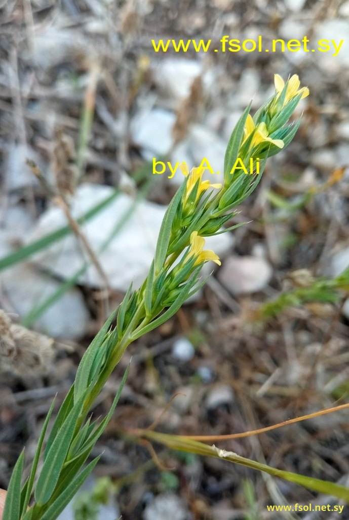 Linum strictum L.